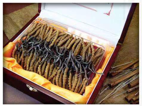 罗湖冬虫夏草回收